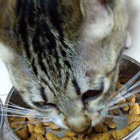 食べる姿♪の画像