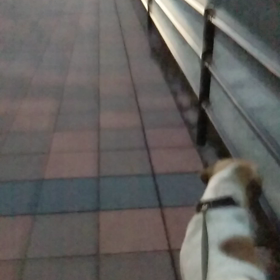 ジャッさんとの日々442の画像