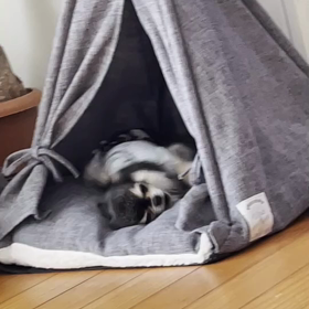 べる選手の画像