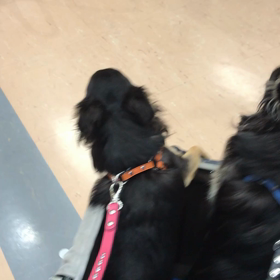 お里だねの画像