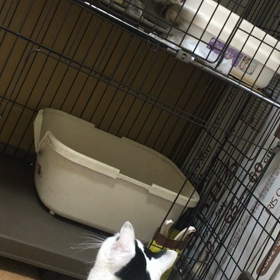 一葉　その⑥の画像