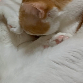 イチャイチャ(o^^o)の画像