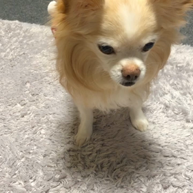 我が家のチワワ　ゆきおの画像