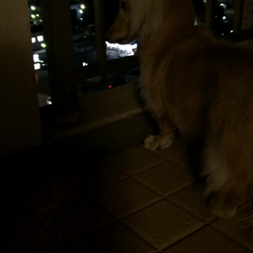 シナコ出動！の画像