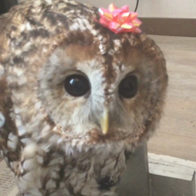 お誕生日おめでとうございますの画像