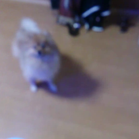 必死なワン達の画像