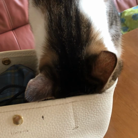 チップ君三回忌に旅行、このままスムーズに行けますように…デールちゃん臭う？の画像