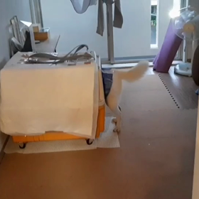 今日のシロくん 2の画像