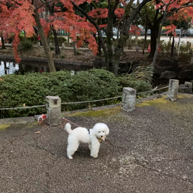 運悪けりゃコロナ感染だよの画像