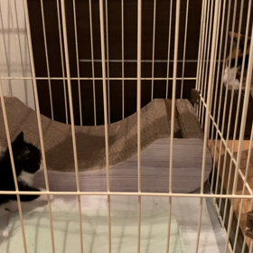 先住ネコと後住ネコの初対面の画像