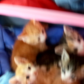 子にゃんこたちが我が家にきました。の画像