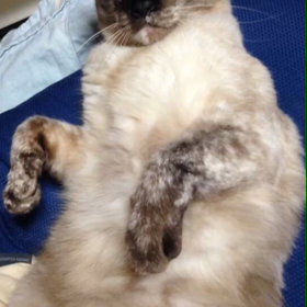 しゃべる猫の画像