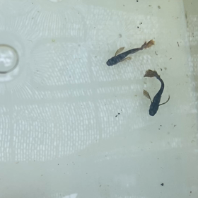 泡の中をご覧下さい⚪︎の画像