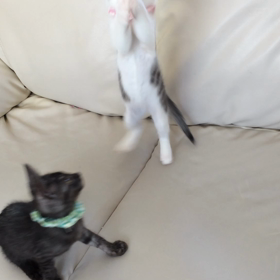 大人も子供も猫じゃらしの画像