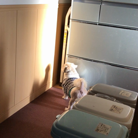 ぶぅちゃん…どうした？の画像