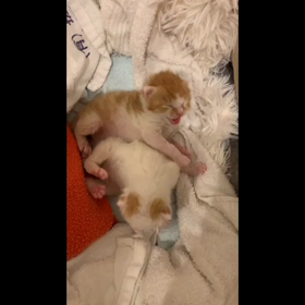 ミルクボランティア　１０日目の画像