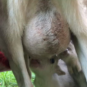 可愛いッス(´・∀・)の画像