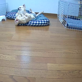 足の痛みの原因がわかりました。の画像