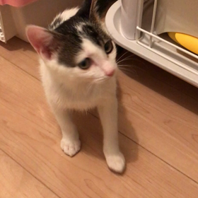 里親探しって葛藤の画像