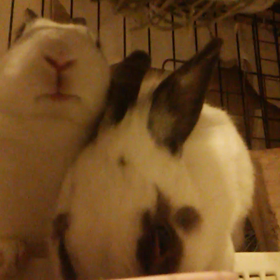 仲良くお食事の画像