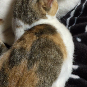 おやすみなさぁい★の画像