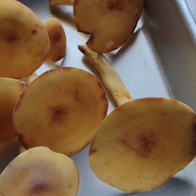 チチタケを収穫してきました～！の画像