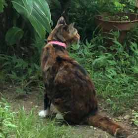 モモ    パトロール中の画像