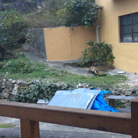 ぽんぽこぽんの画像