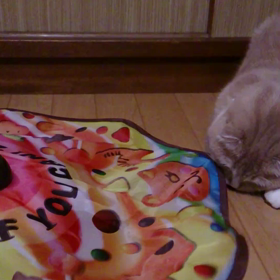 トロ男ちゃん(笑)の画像