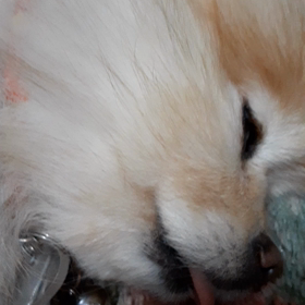 桜のイビキがうるさい(笑)の画像