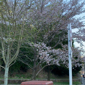 桜（動画、声付き）。の画像