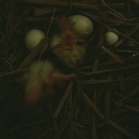 頑張って!の画像