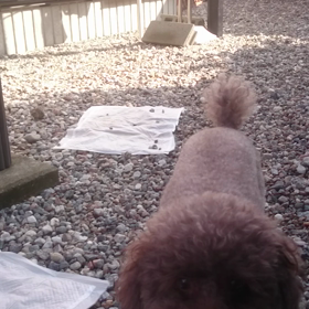 朝の運動の画像