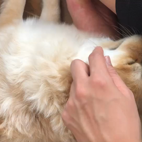 ブヒブヒぽめの画像