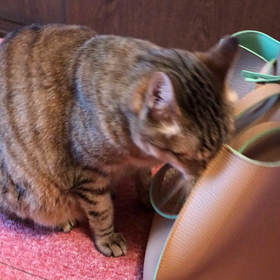 アニマルコミュニケーションのご感想の画像