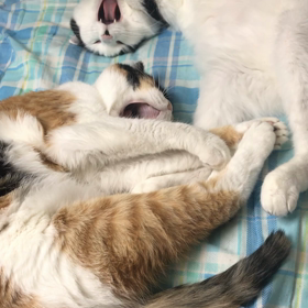 おはにゃ〰の画像