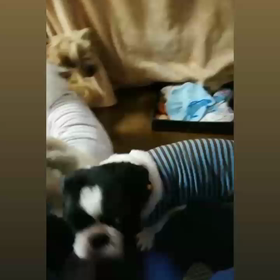 わんぱくスイッチON ♬の画像