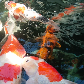 ぽちぼちとの画像