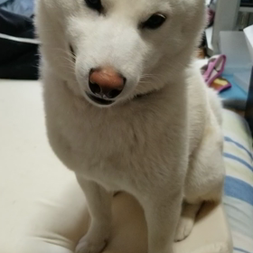 おやつを見たときくん欲しさのあまりに(°Д°)の画像