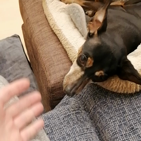 さくら&ふぶき近況報告の画像