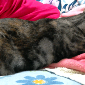 ちょっとバタバタの画像