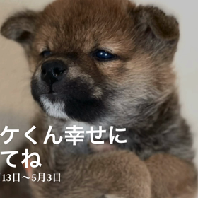サスケくん幸せになってね☺️の画像