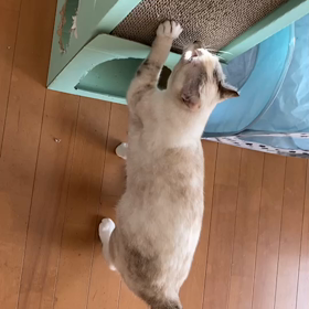 今年もよろしくニャンの画像