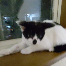 7月7日(木)　七夕の軌跡～黒子猫と遭遇の画像