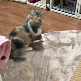 よくやる仕草の画像