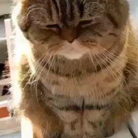 地区大会で流して欲しい動画  開拓者をはげます！の画像