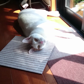 ◆パル君のひとり遊び( ΦωΦ )ﾉの画像