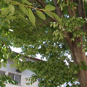 過ぎゆく夏の画像