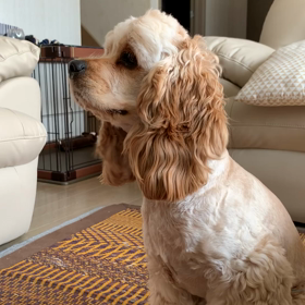 きなこの芸の画像