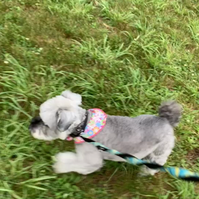 6月11日8わんこと1時間遠足  代々木公園の画像